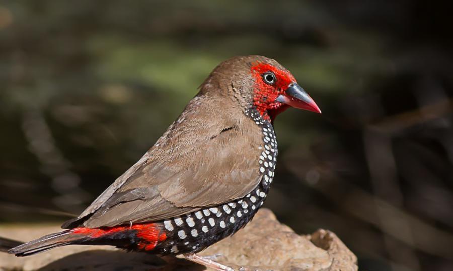 Outback Queensland Birds, Wildlife & Ancient Creatures