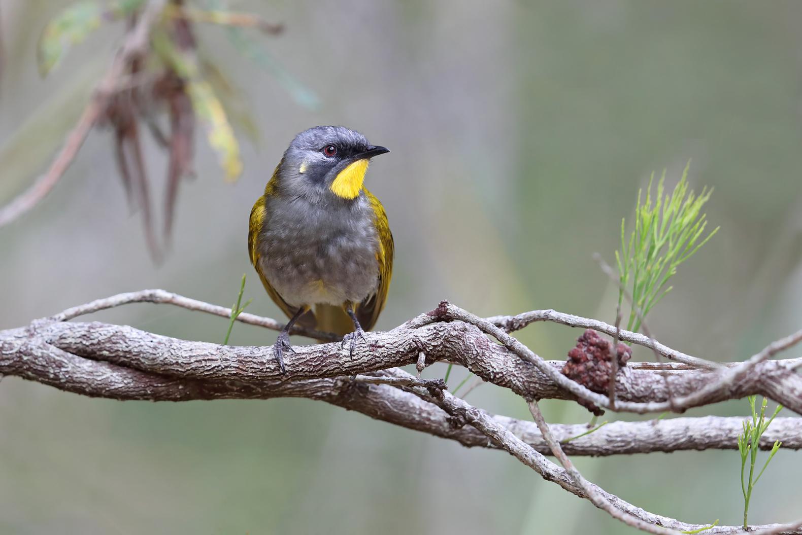 Hobart and Southern Tasmania Birding Tours