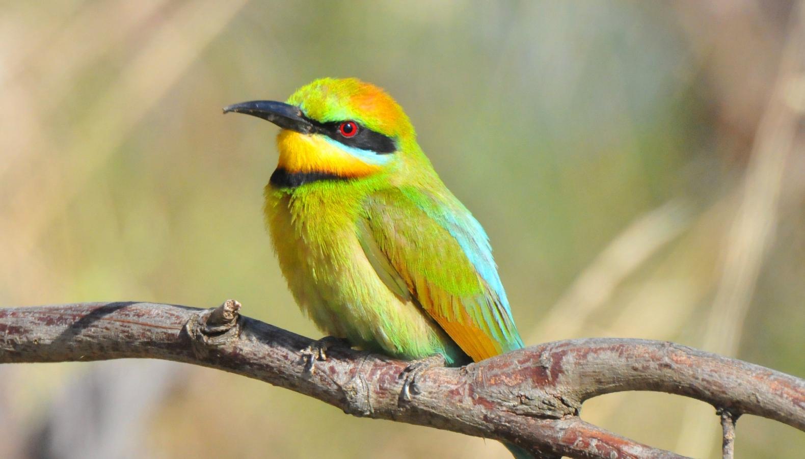 South-west Queensland - Birds & Wildlife of the Remote Outback