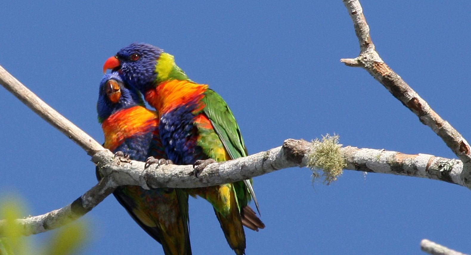 Outback South Australia Birds & Wildlife